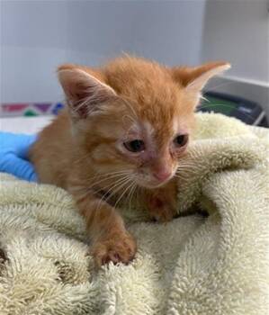 Rescue Domestic Short Hair Cats for Adoption in Baytown, Texas - JALAPENO | PetCurious