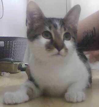 Trask -  Domestic Short Hair Cat for Adoption in Dayton, Minnesota - Trask | PetCurious