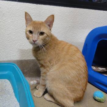 Rescue Domestic Short Hair Cats for Adoption in Riverside, California - Mister Dude | PetCurious