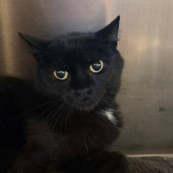 MJ -  Domestic Short Hair Cat for Adoption in Belleville, Illinois - MJ | PetCurious
