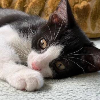 Rescue Domestic Short Hair Cats for Adoption in Manhattan, Illinois - Mosaic | PetCurious