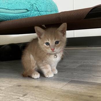 Domestic Short Hair Cats Available for Adoption in Uniontown, Pennsylvania - Moe | PetCurious