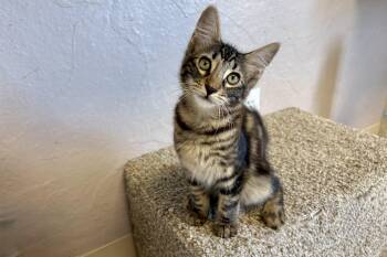 Marlo -  Domestic Medium Hair Cat for Adoption in Fountain Hills, Arizona - Marlo | PetCurious