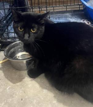 Lily -  Domestic Short Hair Cat for Adoption in St. Cloud, Minnesota - Lily | PetCurious