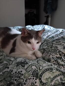 Rescue Tabby Cats for Adoption in Hamilton, Ontario - Oggie | PetCurious