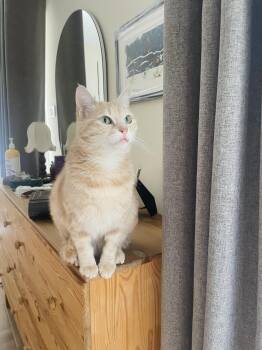 Sophia, the Sweet Green Eyed Beauty -  Domestic Short Hair Cat for Adoption in Franklin Township, New Jersey - Sophia, The Sweet Green Eyed Beauty | PetCurious