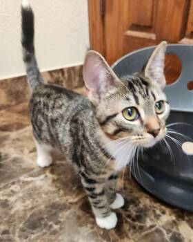 Rescue Domestic Short Hair Cats for Adoption in Oklahoma City, Oklahoma - Wren | PetCurious