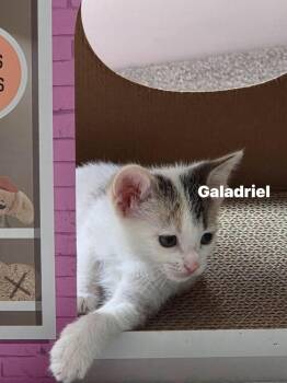 Galadriel -  Domestic Short Hair Cat Available for Adoption in Darien, Georgia - Galadriel | PetCurious