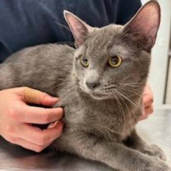 Ashtro -  Domestic Short Hair Cat for Adoption in Durango, Colorado - Ashtro | PetCurious