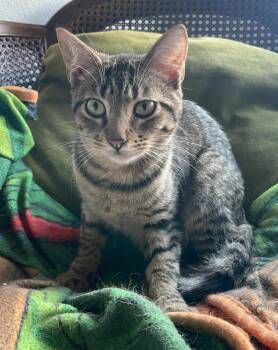 Domestic Short Hair Cats Available for Adoption - Boingo | PetCurious