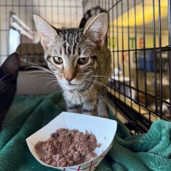 Jade -  Domestic Short Hair Cat for Adoption in Spokane, Washington - Jade | PetCurious