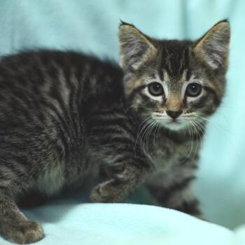 Hilary Duff -  Domestic Short Hair Cat for Adoption in Idaho Falls, Idaho - Hilary Duff | PetCurious