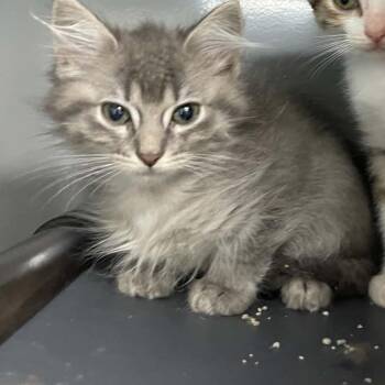Nila C11892 -  Domestic Short Hair Cat for Adoption - Nila C11892 | PetCurious