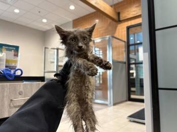 SNUGGS -  Domestic Medium Hair Cat for Adoption in Rowlett, Texas - SNUGGS | PetCurious