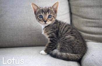 Lotus -  American Shorthair Cat for Adoption in Springfield, Massachusetts - Lotus | PetCurious