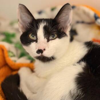Skittles -  Domestic Short Hair Cat for Adoption in Cumming, Georgia - Skittles | PetCurious