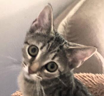 Pizie -  Domestic Short Hair Cat for Adoption in Paris, Kentucky - Pizie | PetCurious