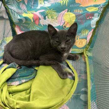 Knick Knack Patty Wack -  Domestic Short Hair Cat for Adoption in Davenport, Iowa - Knick Knack Patty Wack | PetCurious
