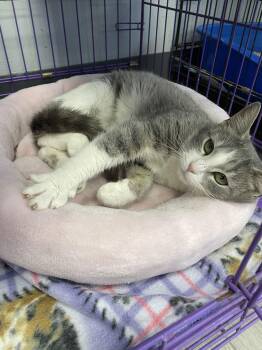 Tabby and Domestic Short Hair Cats Available for Adoption - Keira | PetCurious