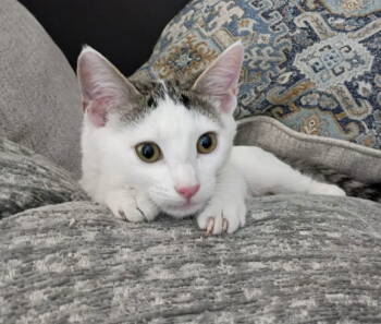 Rescue Domestic Short Hair Cats for Adoption in San Tan Valley, Arizona - Thor | PetCurious