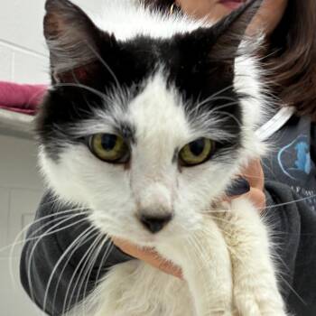 Wasabi -  Domestic Medium Hair Cat for Adoption in Corpus Christi, Texas - Wasabi | PetCurious