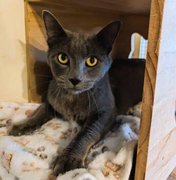 Rescue Domestic Short Hair Cats for Adoption in Prescott, Arizona - SPARKY | PetCurious