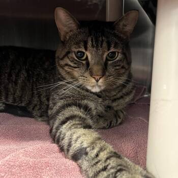 Pickles -  Domestic Short Hair and Mixed Breed Cat for Adoption in Fort Wayne, Indiana - Pickles | PetCurious