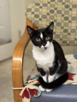 Domestic Short Hair Cats Available for Adoption - Camilla    8 Months | PetCurious