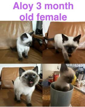 Aloy -  Siamese Cat for Adoption in Mustang, Oklahoma - Aloy | PetCurious