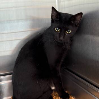 Rescue Domestic Short Hair Cats for Adoption in Madisonville, Tennessee - Midnight | PetCurious