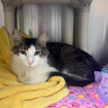 Violet -  Domestic Medium Hair Cat for Adoption in Pasadena, California - Violet | PetCurious