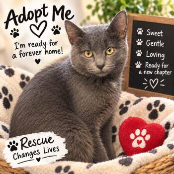 Sami -  Domestic Short Hair Cat for Adoption in Lancaster, Kentucky - Sami | PetCurious