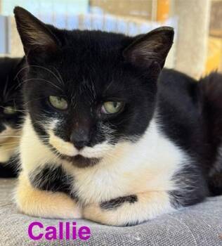 Callie -  Domestic Short Hair Cat for Adoption in Erin, Ontario - Callie | PetCurious