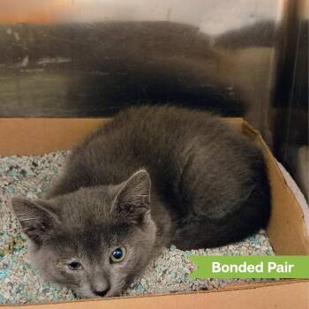 Summer Camp (Bonded with Band Camp) -  Domestic Short Hair Cat for Adoption in Reisterstown, Maryland - Summer Camp (Bonded With Band Camp) | PetCurious