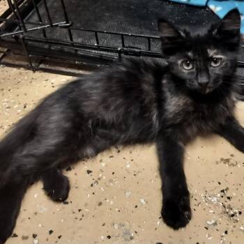 MS. Frazzle -  Domestic Short Hair Cat for Adoption in Las Vegas, Nevada - MS. Frazzle | PetCurious