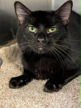 Black Jack -  Domestic Short Hair Cat for Adoption in Chambersburg, Pennsylvania - Black Jack | PetCurious