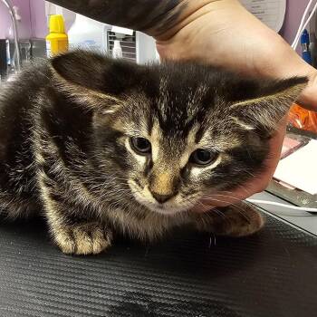Neil -  Domestic Short Hair Cat for Adoption in Cedar Rapids, Iowa - Neil | PetCurious