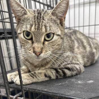 Carmen Sandiego -  Domestic Short Hair Cat for Adoption in Hattiesburg, Mississippi - Carmen Sandiego | PetCurious