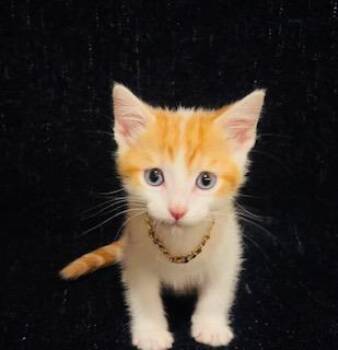 AD ROCK -  Domestic Short Hair Cat for Adoption in Pueblo, Colorado - AD ROCK | PetCurious