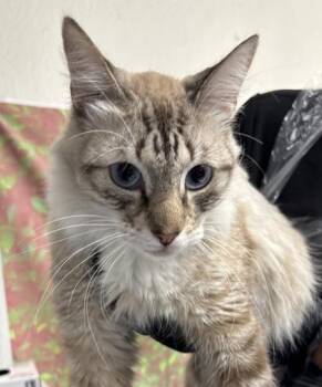 Audrey -  Domestic Medium Hair and Domestic Short Hair Cat for Adoption in San Antonio, Texas - Audrey | PetCurious