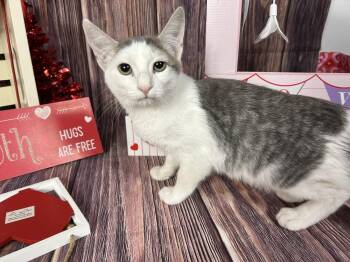 Domestic Short Hair Cats Available for Adoption - Cosmos | PetCurious