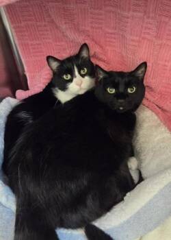 Louise -  Domestic Medium Hair and Domestic Short Hair Cat for Adoption in Westland, Michigan - Louise | PetCurious
