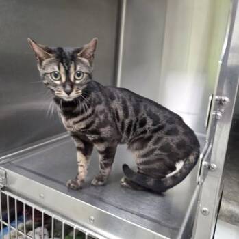 Bengal Cats Available for Adoption in Mazon, Illinois - Ona | PetCurious