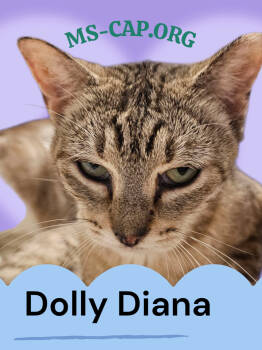 Rescue Tabby Cats for Adoption in Biloxi, Mississippi - Dolly Diana | PetCurious