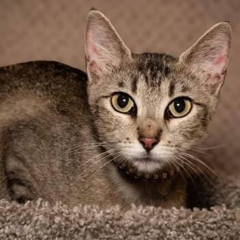 Spider-Man -  Domestic Short Hair Cat for Adoption in Santa Fe, Texas - Spider-Man | PetCurious