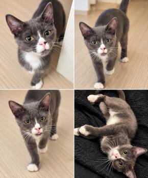 Arlo - Polydactyl -  Domestic Short Hair Cat for Adoption in Chandler, Arizona - Arlo - Polydactyl | PetCurious