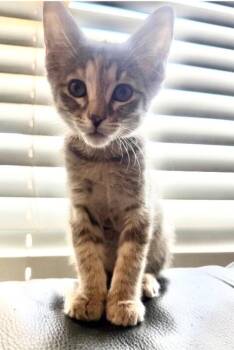 Sable - Earth Litter -  Dilute Tortoiseshell Cat Available for Adoption in Anthem, Arizona - Sable - Earth Litter | PetCurious
