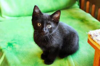 Saturn -  Bombay and Domestic Short Hair Cat for Adoption in Urbana, Ohio - Saturn | PetCurious