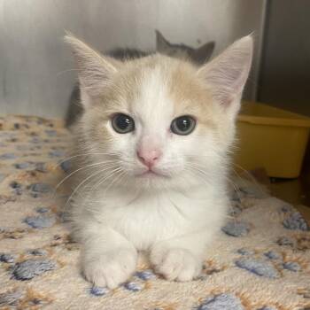 Domestic Medium Hair Cats Available for Adoption - Marlin | PetCurious