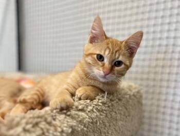 Cheese -  Domestic Short Hair Cat for Adoption in Napa, California - Cheese | PetCurious